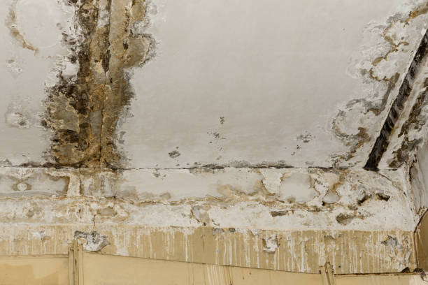 Mold Odor Removal Services in Myerstown, PA