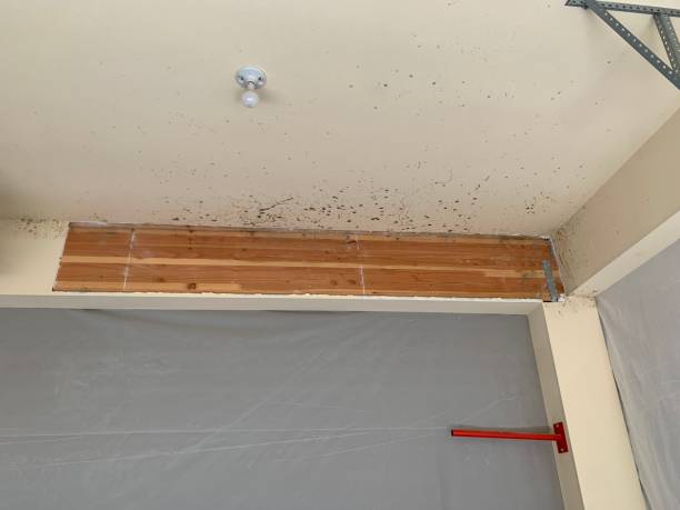 Best Attic Mold Removal  in Myerstown, PA